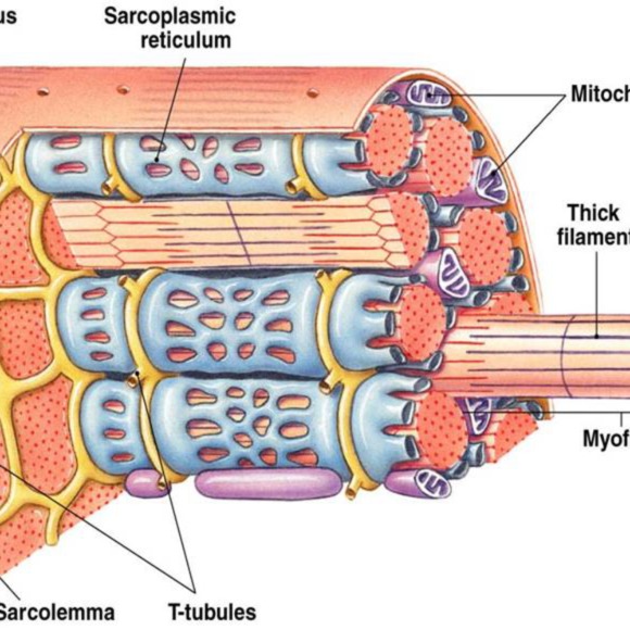 Meet your Posher, mother nature - Picture 1 of 1